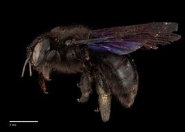   Xylocopa  nbsp;  violacea, lateral, male, habitus: photo: J. Scott Adams  
